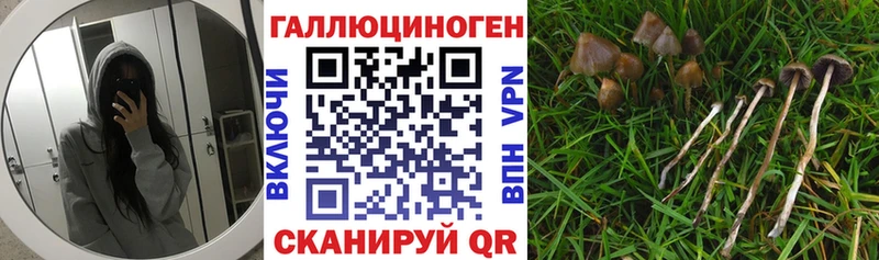 Купить  Лаишево  Галлюциногенные грибы Psilocybine cubensis 