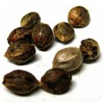 Семена марихуаны АК-47  (Seeds AK-47) в Лаишево
